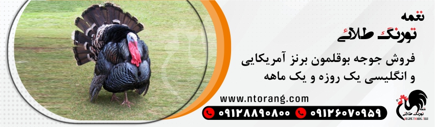 جوجه بوقلمون یک ماهه برنز